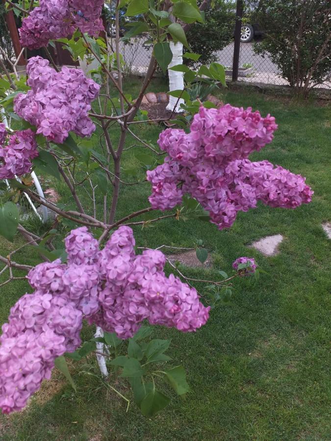 فيلا Kesta Za Gosti Gradina أهيلوي المظهر الخارجي الصورة